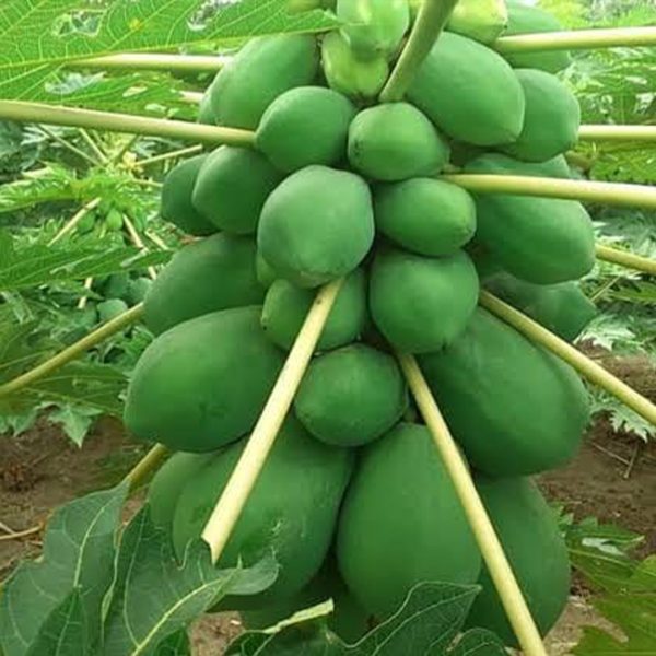 ৫ গ্রাম ভিয়েতনামি বামন পেঁপে বীজ ১৮০০ টাকা