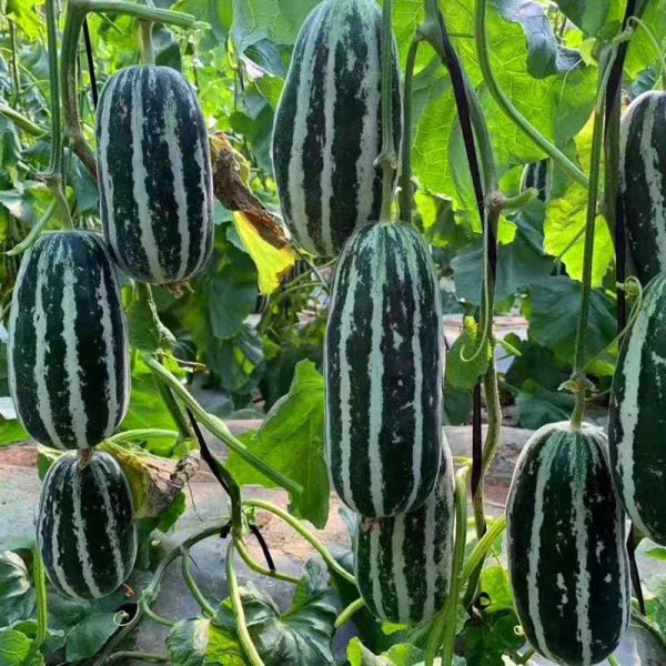 প্রিমিয়াম বাঙ্গি বীজ 999 টাকা