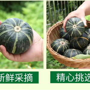Green Baby pumkin