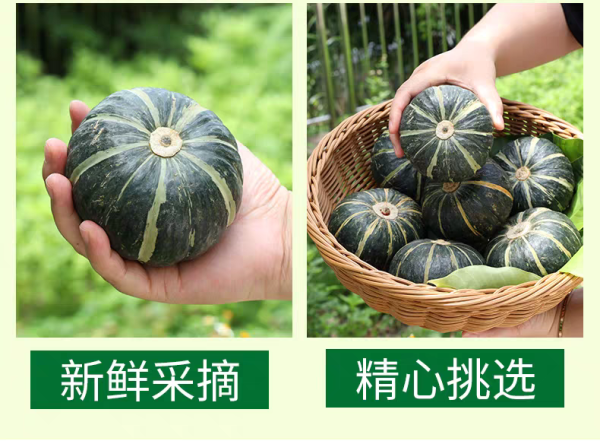 Green Baby pumkin