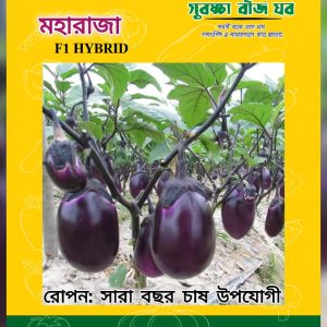 Moharaja begun