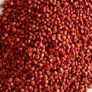 গুয়াতেমালা ঘাস বীজ ১ কেজি মাত্র ৯০০ টাকা