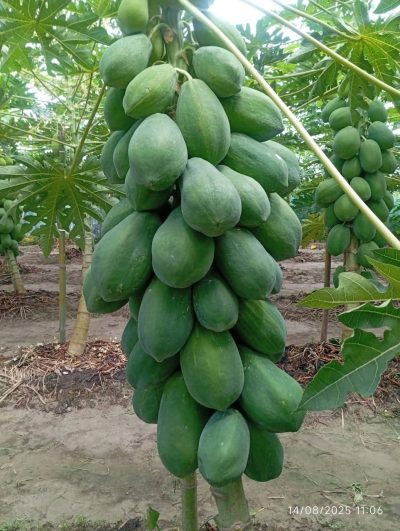 d037376d-d09d-4abe-8dd5-b2dfa835e898